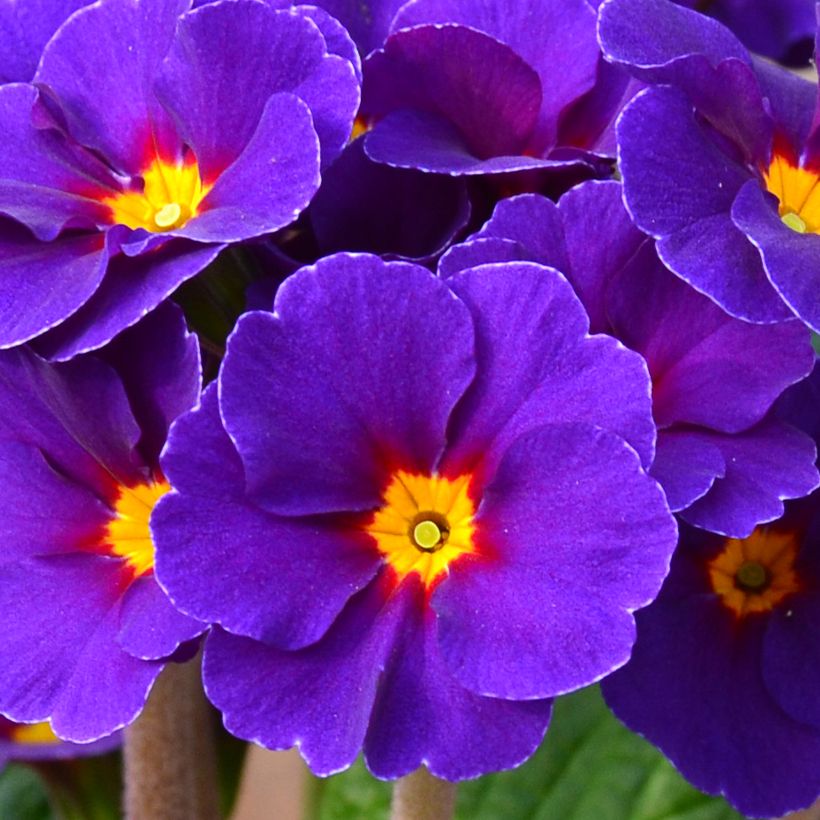 Primula elatior Veristar Late Blue - Primula maggiore (Fioritura)