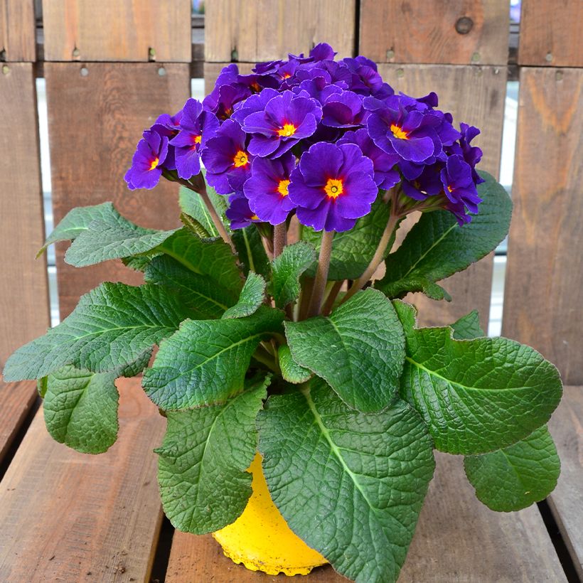 Primula elatior Veristar Late Blue - Primula maggiore (Porto)
