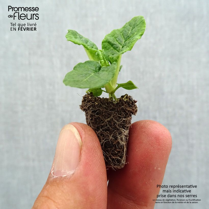Esemplare di Primula eliator Veristar Late Red F1 - Primula maggiore Mini zolla Ø 1,5/2,5 cm come consegnato in autunno