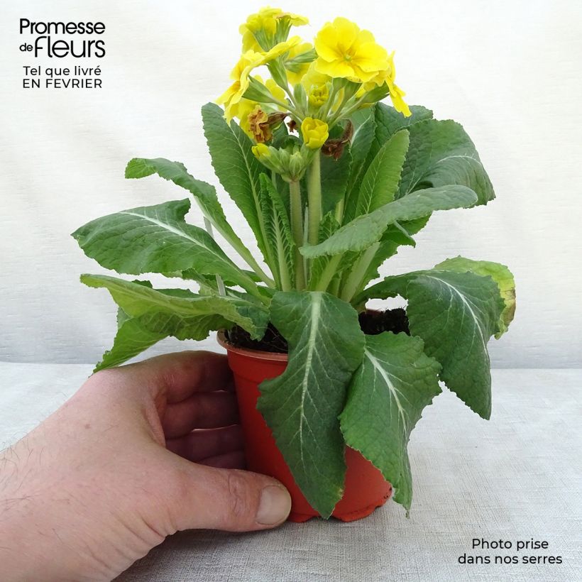Primula eliator Veristar Yellow - Primula maggiore Vasetto da 8/9 cm esemplare consegnato in inverno
