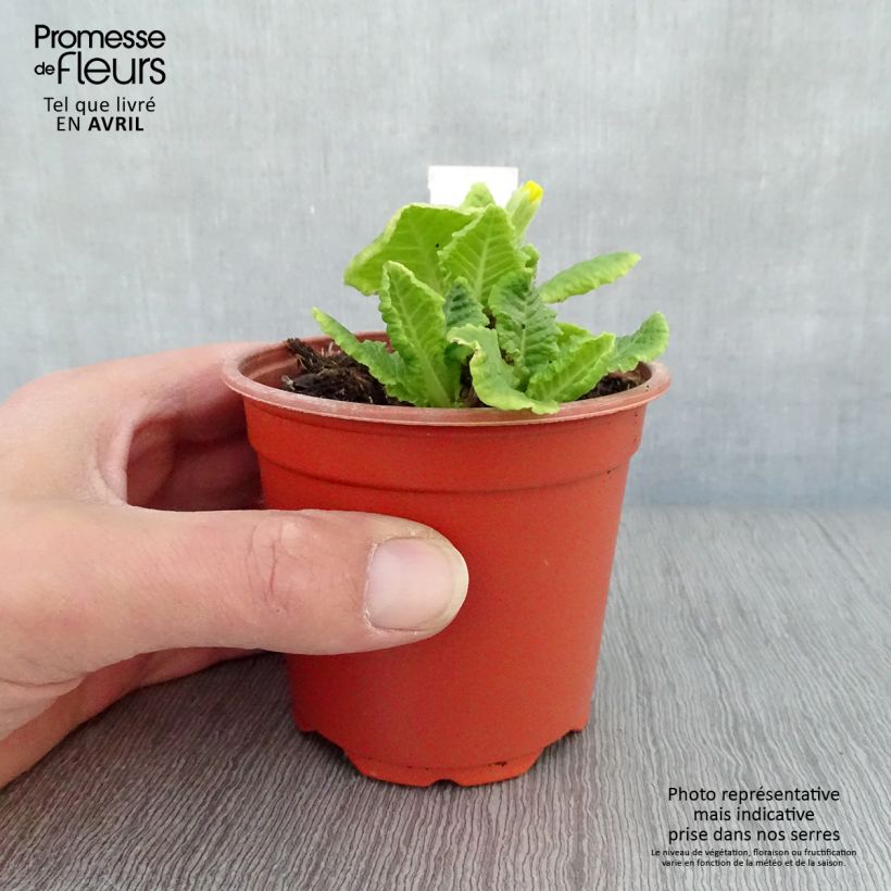 Primula eliator Veristar Yellow - Primula maggiore Vasetto da 8/9 cm esemplare consegnato in primavera
