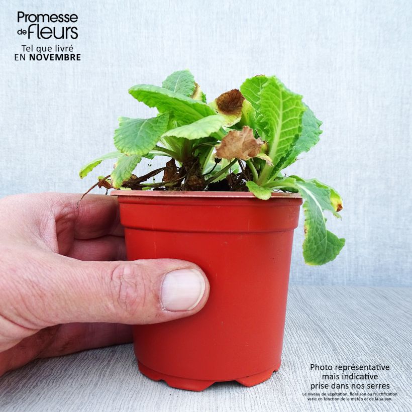 Esemplare di Primula eliator Veristar Yellow - Primula maggiore Vasetto da 8/9 cm come consegnato in autunno