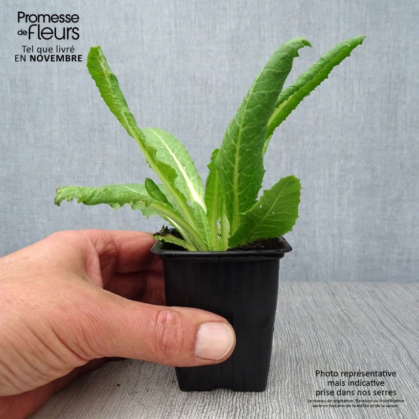 Esemplare di Primula vialii Vasetto da 7/8 cm come consegnato in autunno