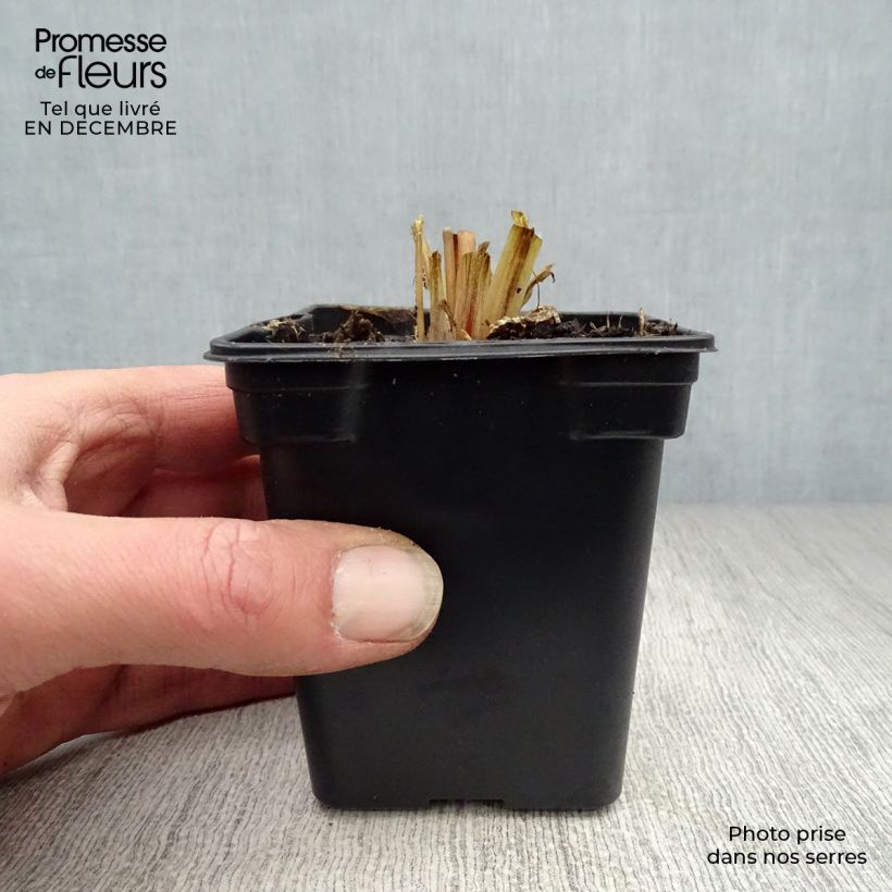 Primula vialii Vasetto da 7/8 cm esemplare consegnato in inverno