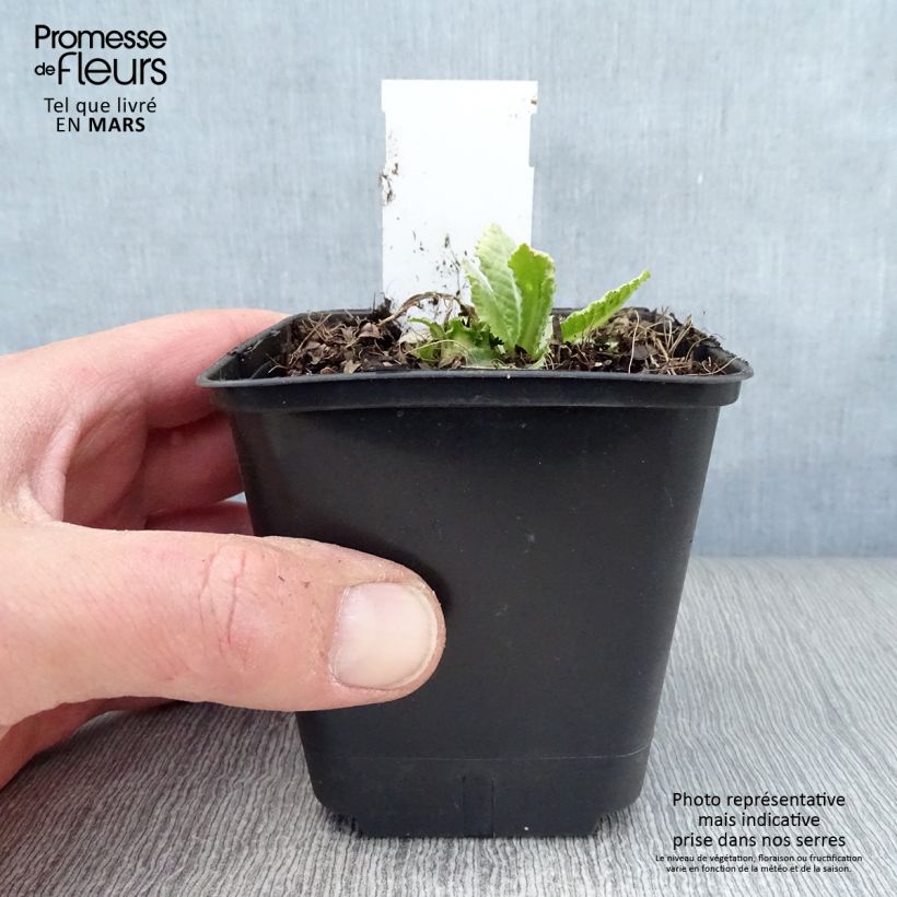 Primula denticulata Prom Lilac Vasetto da 8/9 cm esemplare consegnato in primavera
