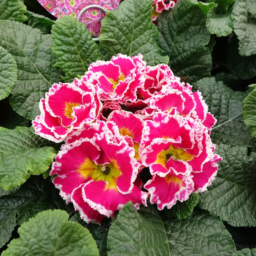 Primula Sweetie (Fioritura)