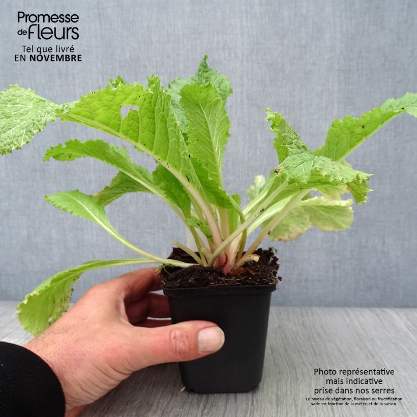 Esemplare di Primula japonica Alba - Primula giapponese Vasetto da 8/9 cm come consegnato in autunno