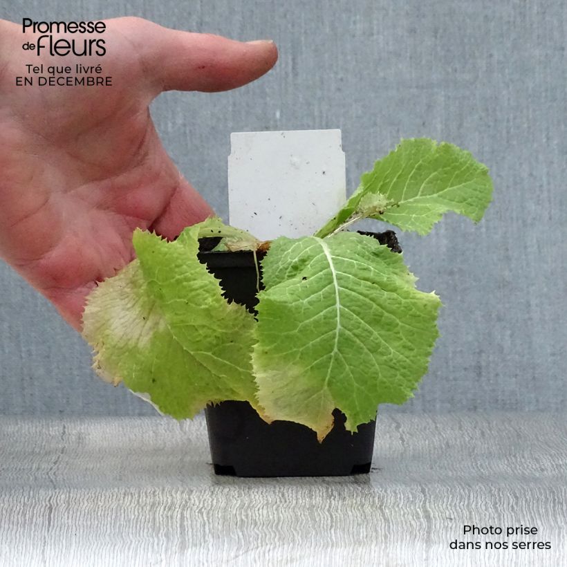 Primula japonica Alba - Primula giapponese Vasetto da 8/9 cm esemplare consegnato in inverno