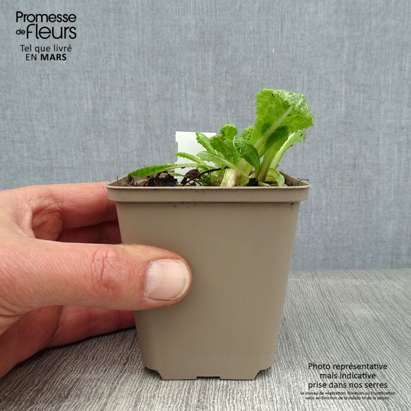 Primula pulverulenta Vasetto da 8/9 cm esemplare consegnato in inverno