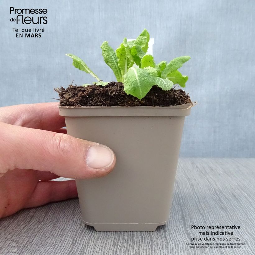 Primula pulverulenta Vasetto da 8/9 cm esemplare consegnato in primavera