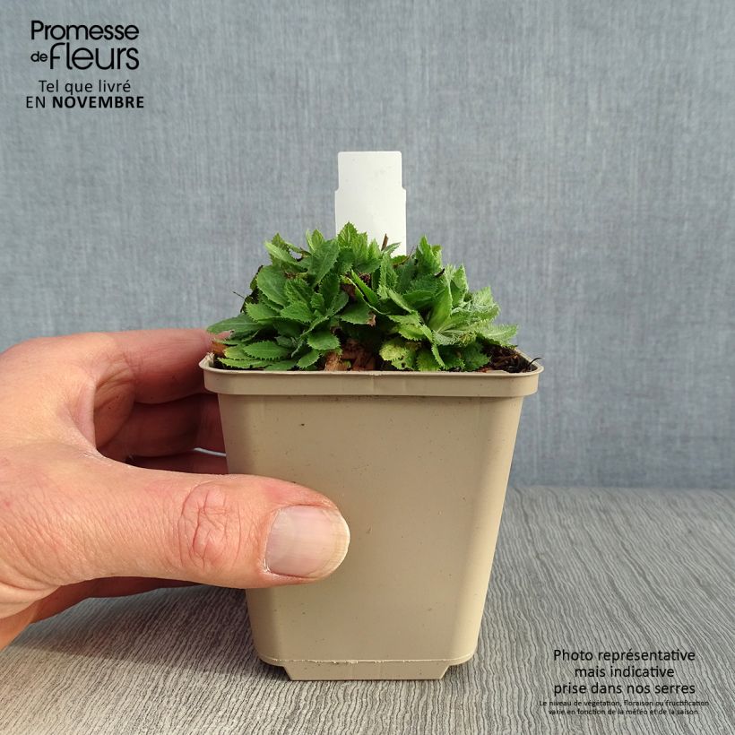 Esemplare di Primula capitata subsp. mooreana Vasetto da 8/9 cm come consegnato in autunno