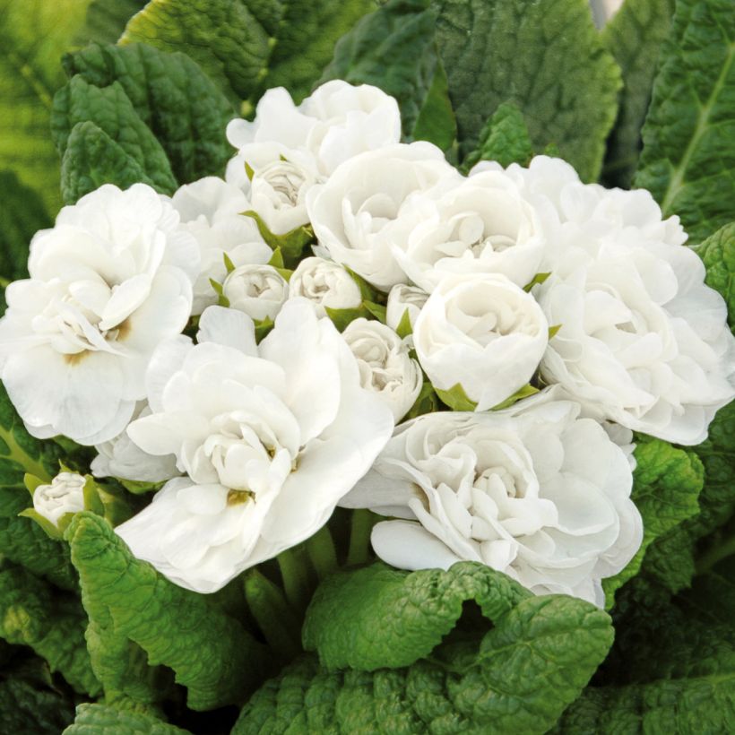 Primula Belarina Snow (Fioritura)