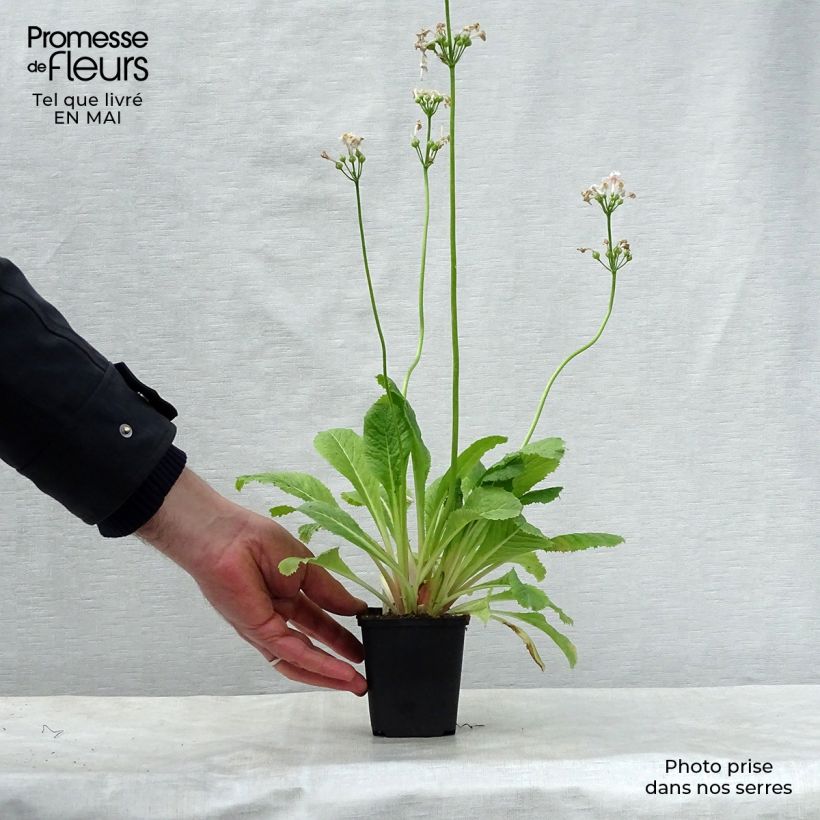 Primula japonica Apple Blossom - Primula giapponese Vasetto da 8/9 cm esemplare consegnato in primavera