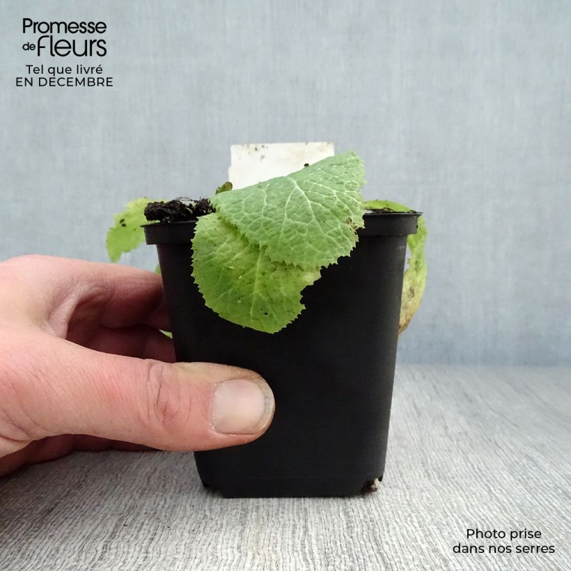 Primula japonica Apple Blossom - Primula giapponese Vasetto da 8/9 cm esemplare consegnato in inverno