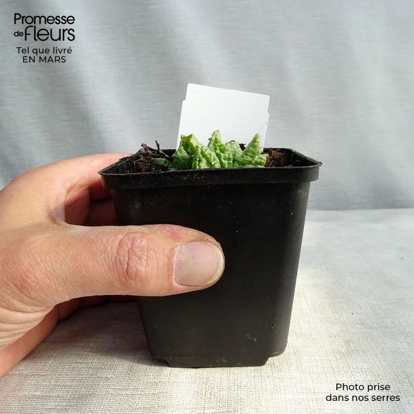 Primula japonica Millers Crimson - Primula giapponese Vasetto da 8/9 cm esemplare consegnato in primavera