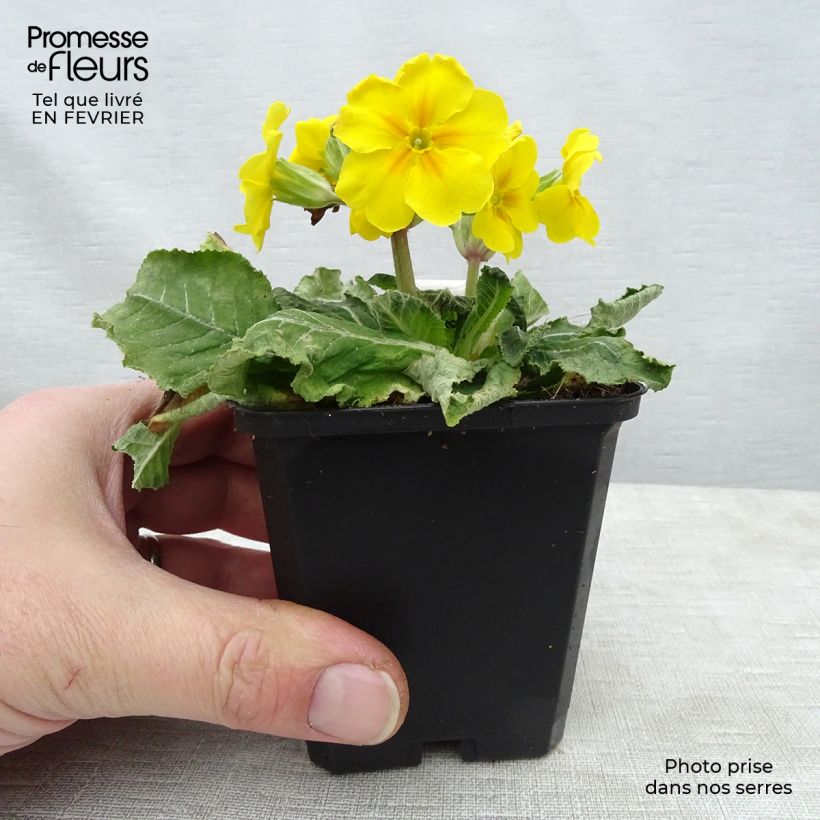 Primula elatior double Rubens - Primula maggiore Vasetto da 8/9 cm esemplare consegnato in inverno