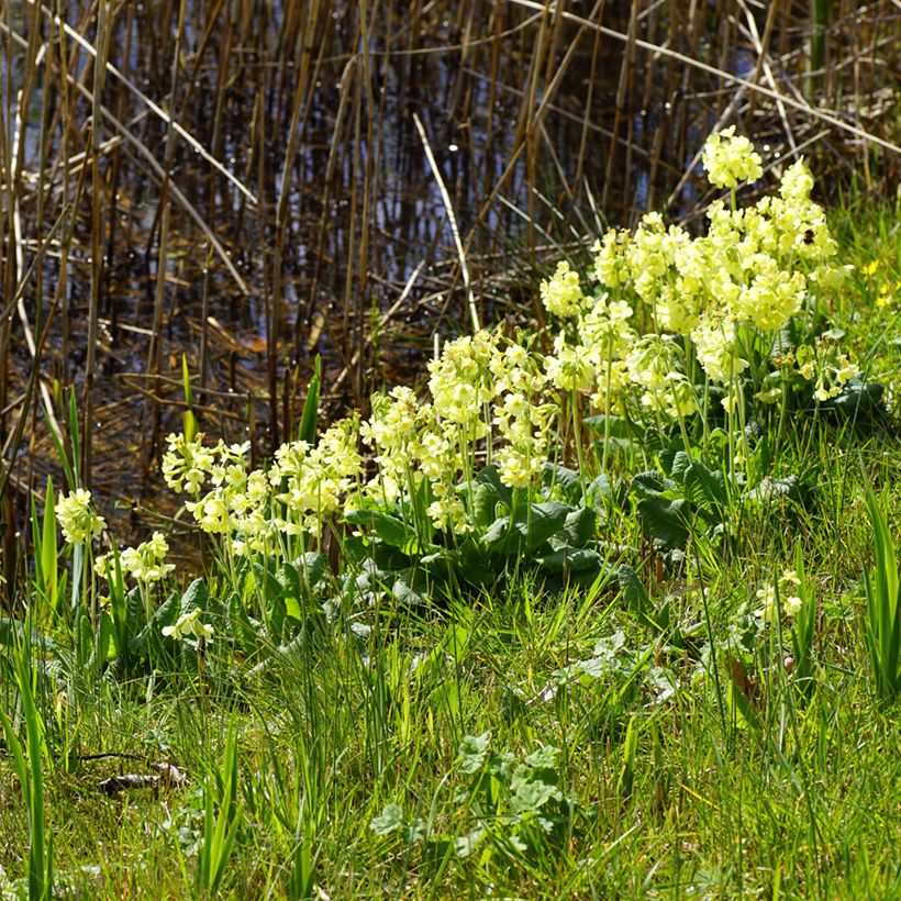 Primula elatior double Rubens - Primula maggiore (Porto)