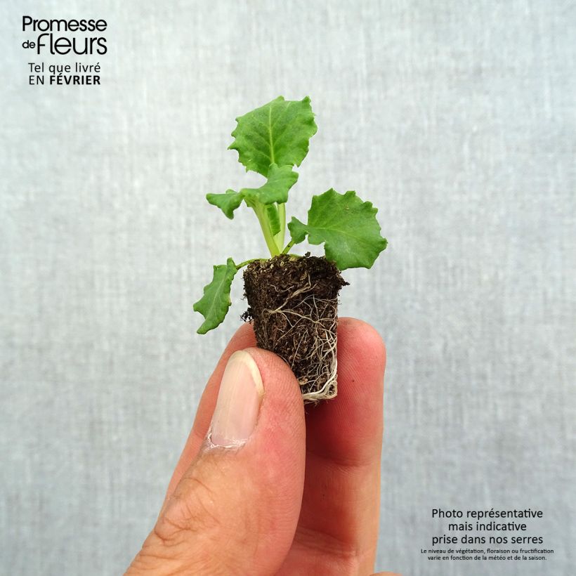 Esemplare di Primula Flamenco Fire Mini zolla Ø 1,5/2,5 cm come consegnato in autunno