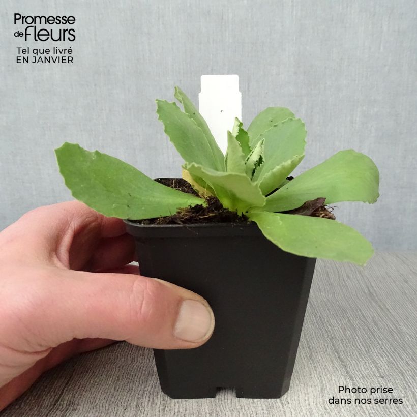 Primula pubescens Mix Vasetto da 8/9 cm esemplare consegnato in inverno