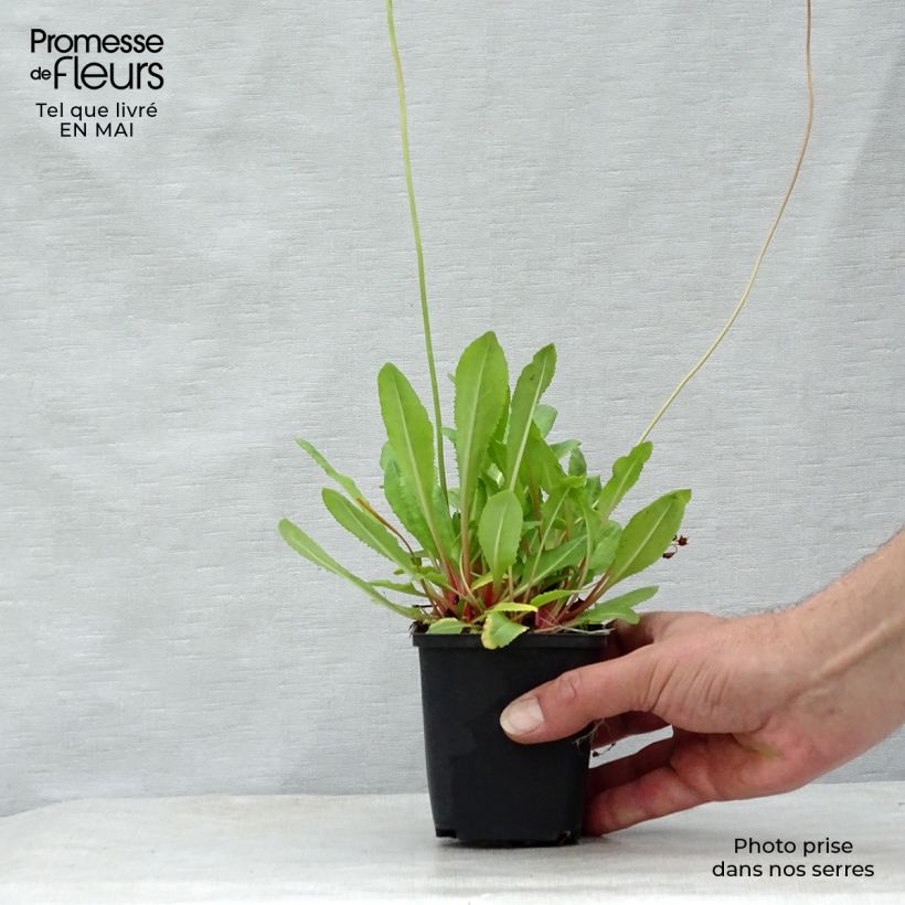 Primula rosea Grandiflora Vasetto da 7/8 cm esemplare consegnato in primavera