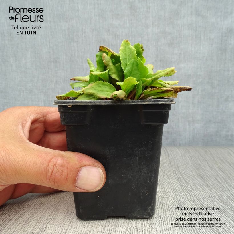 Esemplare di Primula rosea Grandiflora Vasetto da 7/8 cm consegnato in estate