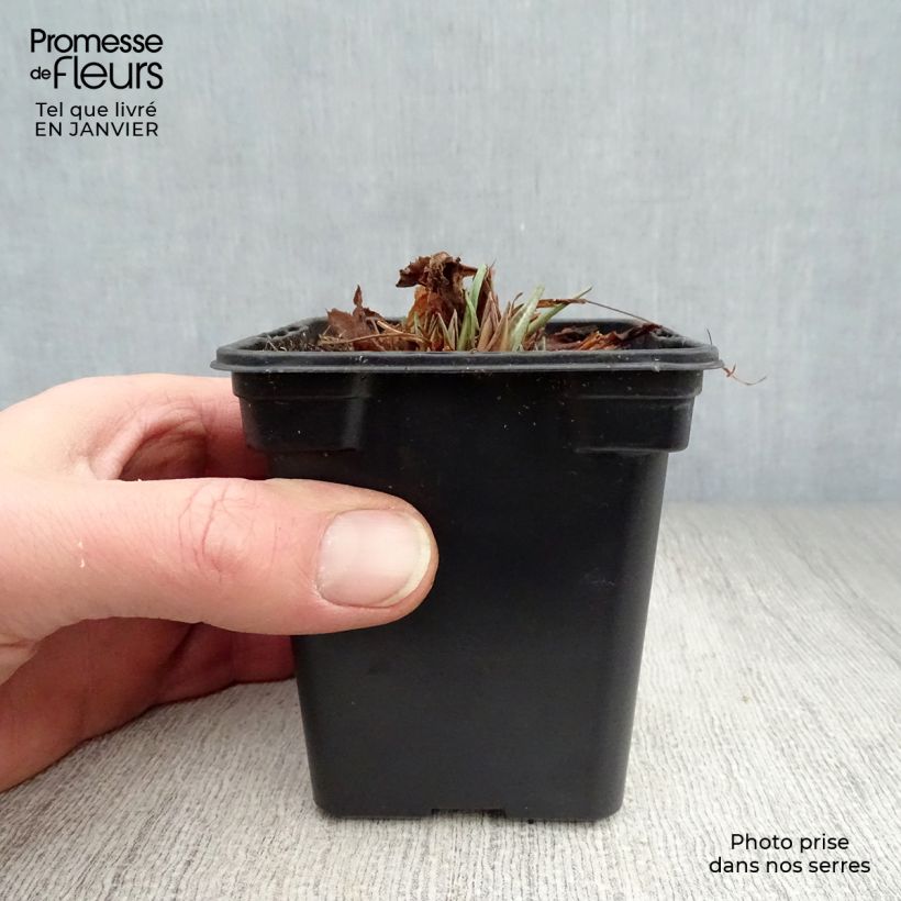 Primula rosea Grandiflora Vasetto da 7/8 cm esemplare consegnato in inverno