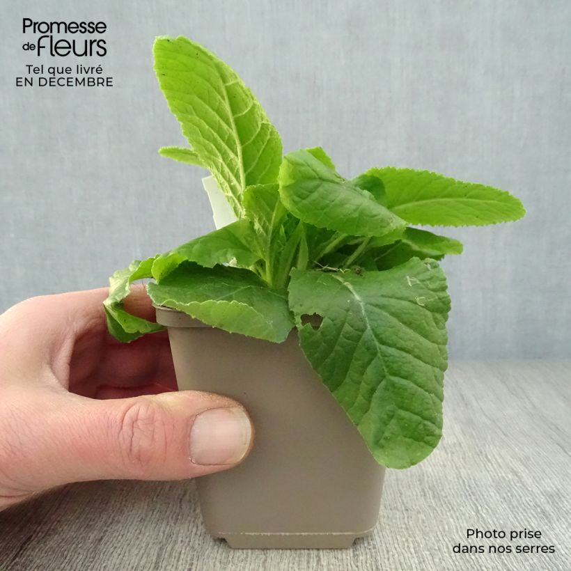 Primula vulgaris - Primula comune Vasetto da 8/9 cm esemplare consegnato in inverno