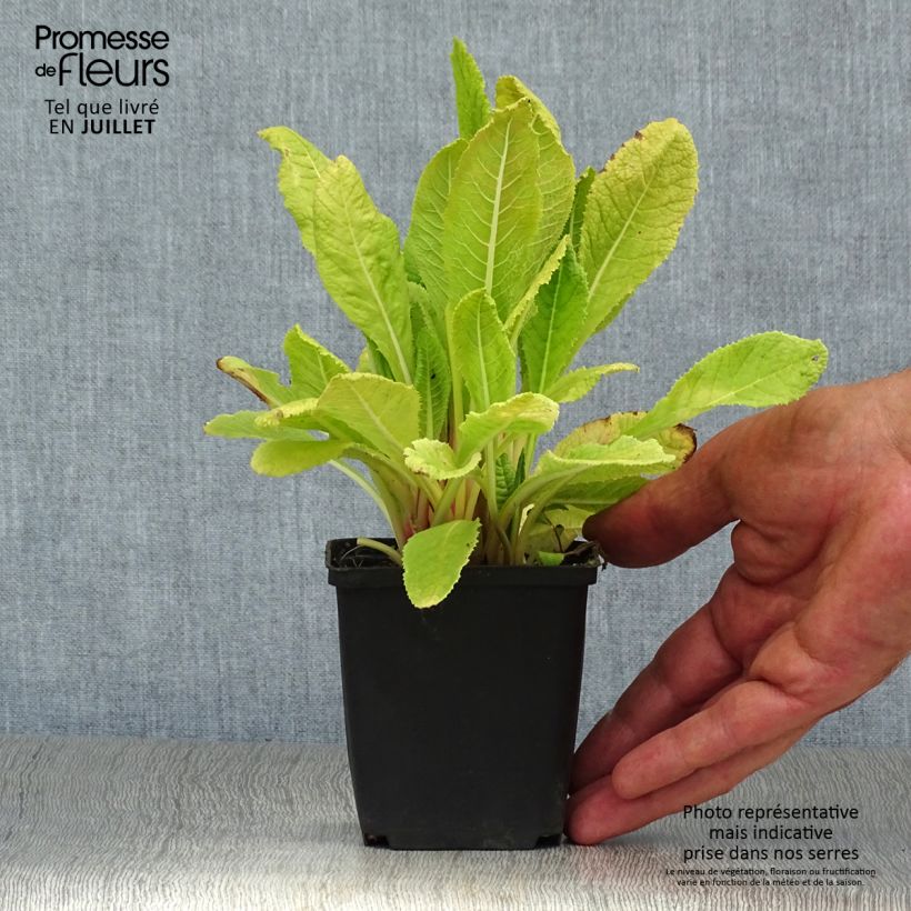 Esemplare di Primula beesiana Vasetto da 8/9 cm consegnato in estate