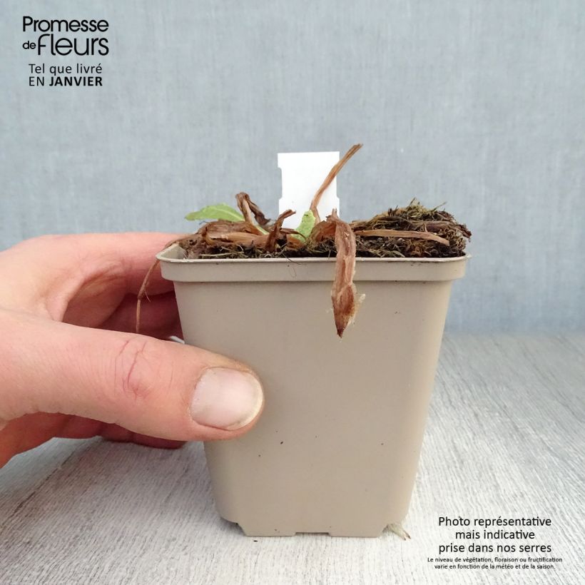 Primula beesiana Vasetto da 8/9 cm esemplare consegnato in inverno