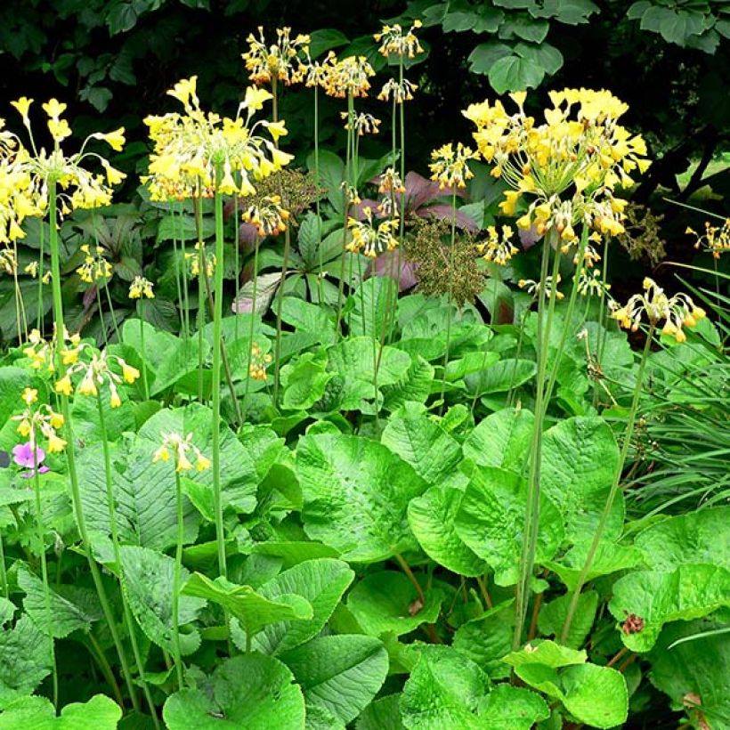 Primula florindae (Porto)