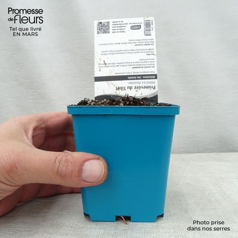 Primula florindae Vasetto da 8/9 cm esemplare consegnato in primavera