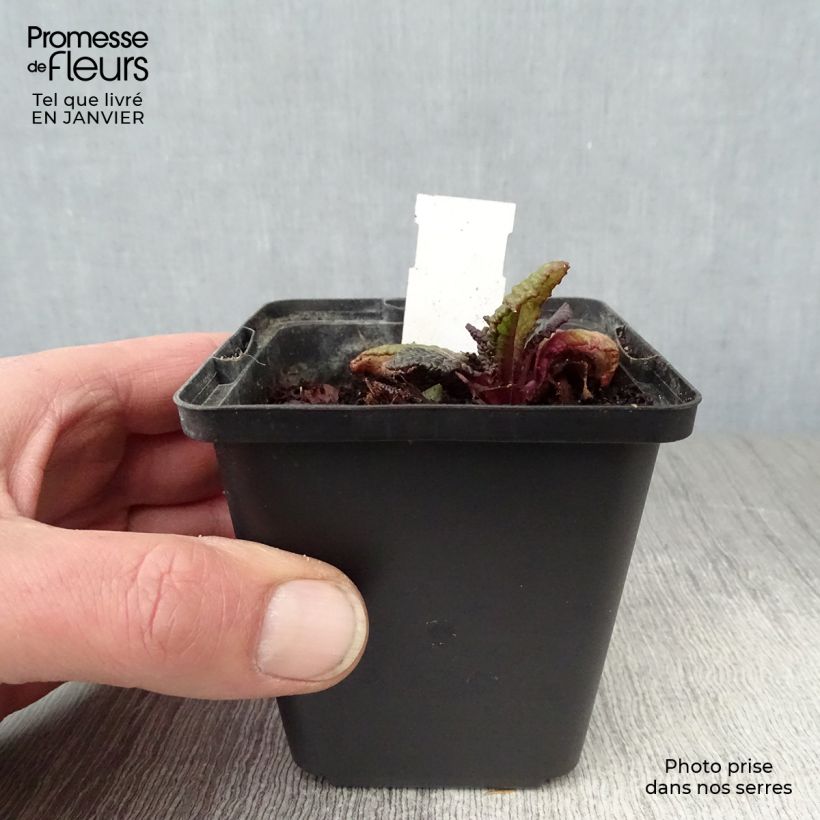 Primula juliae Wanda Vasetto da 8/9 cm esemplare consegnato in inverno