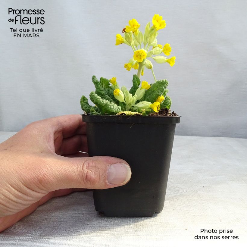 Primula veris - Primula odorosa Vasetto da 8/9 cm esemplare consegnato in inverno