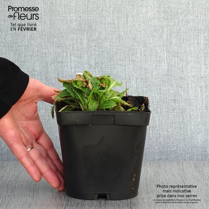 Primula veris - Primula odorosa Vaso da 2L/3L esemplare consegnato in inverno