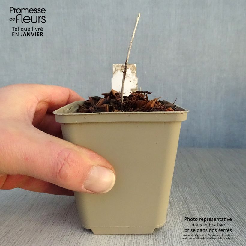 Primula vialii Alison Holland Vasetto da 8/9 cm esemplare consegnato in inverno