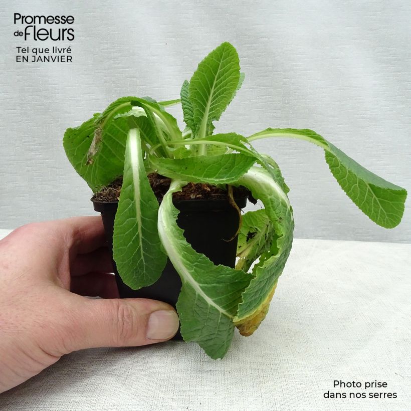 Primula Francesca Vasetto da 8/9 cm esemplare consegnato in inverno