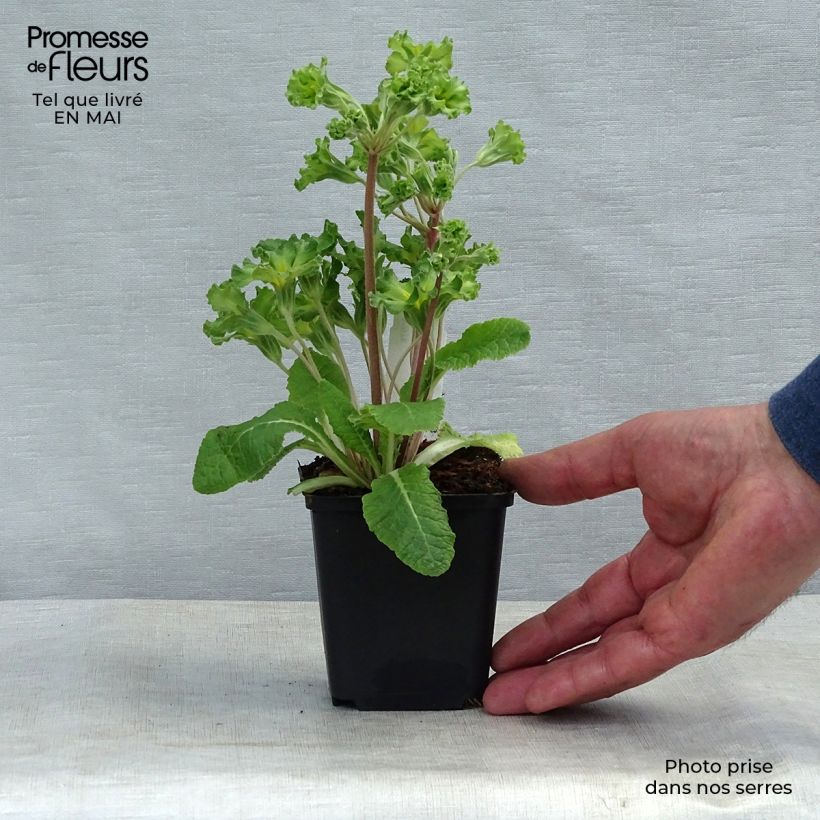 Primula Francesca Vasetto da 8/9 cm esemplare consegnato in primavera