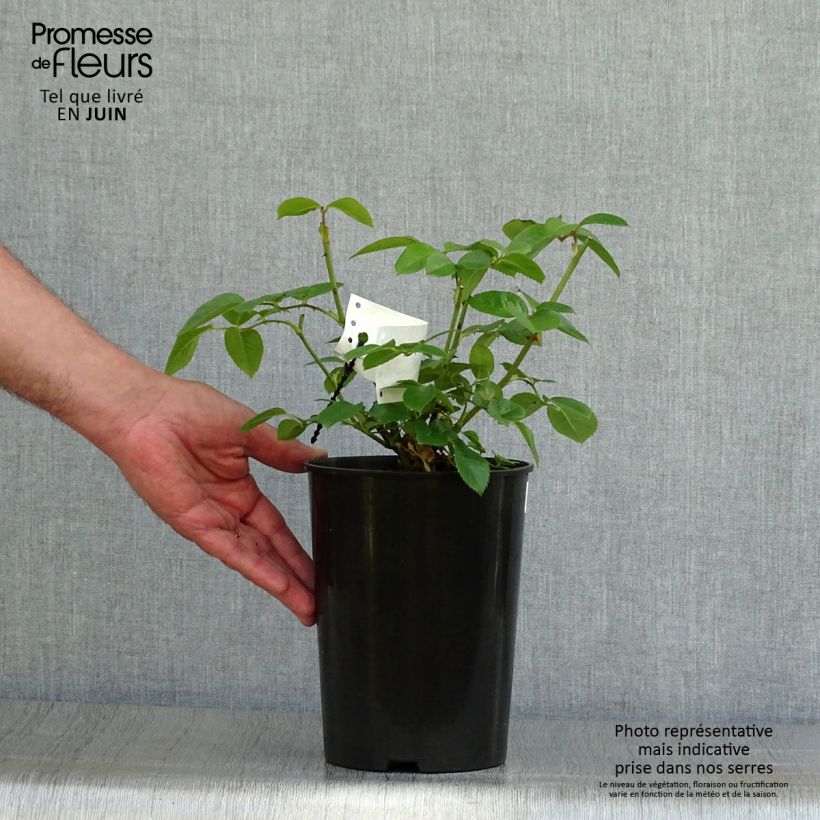 Esemplare di Rosa Princesse de Galles Vaso da 3L/4L consegnato in estate