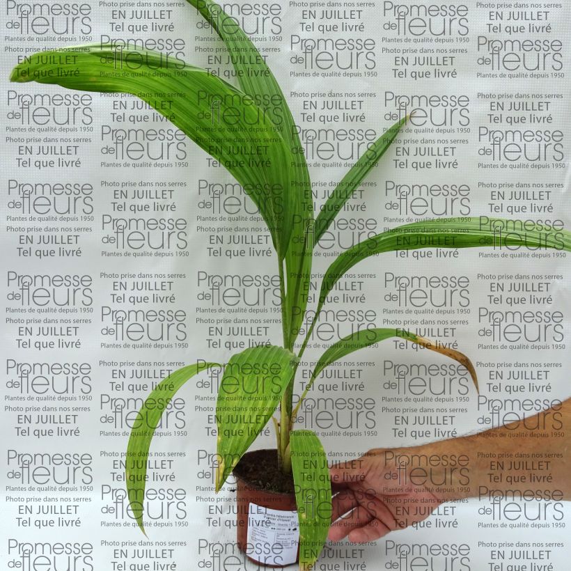 Esemplare di Pritchardia hillebrandii Vaso da Ø 12 cm / 13 cm consegnato in estate