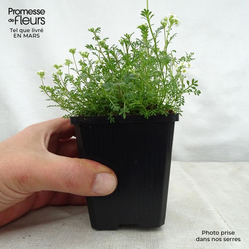 Hornungia alpina - Iberidella alpina Vasetto da 8/9 cm esemplare consegnato in primavera