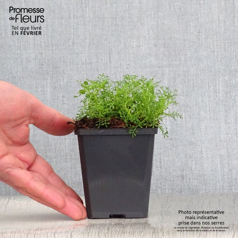 Hornungia alpina - Iberidella alpina Vasetto da 8/9 cm esemplare consegnato in inverno