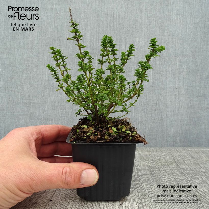 Prostanthera cuneata Vasetto da 8/9 cm esemplare consegnato in inverno
