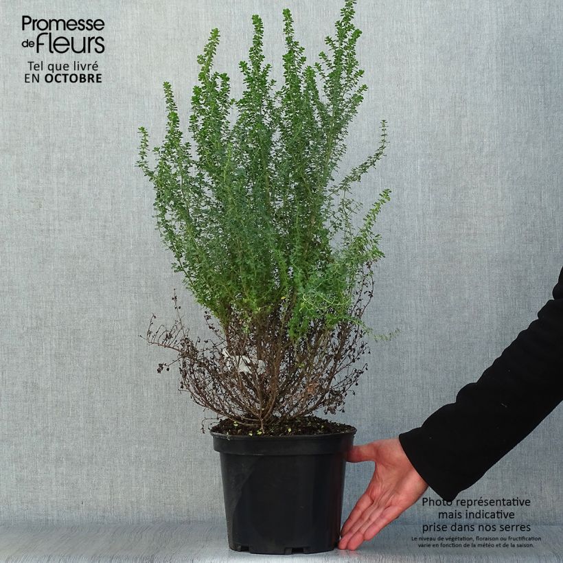 Esemplare di Prostanthera cuneata Vaso da 2L/3L come consegnato in autunno