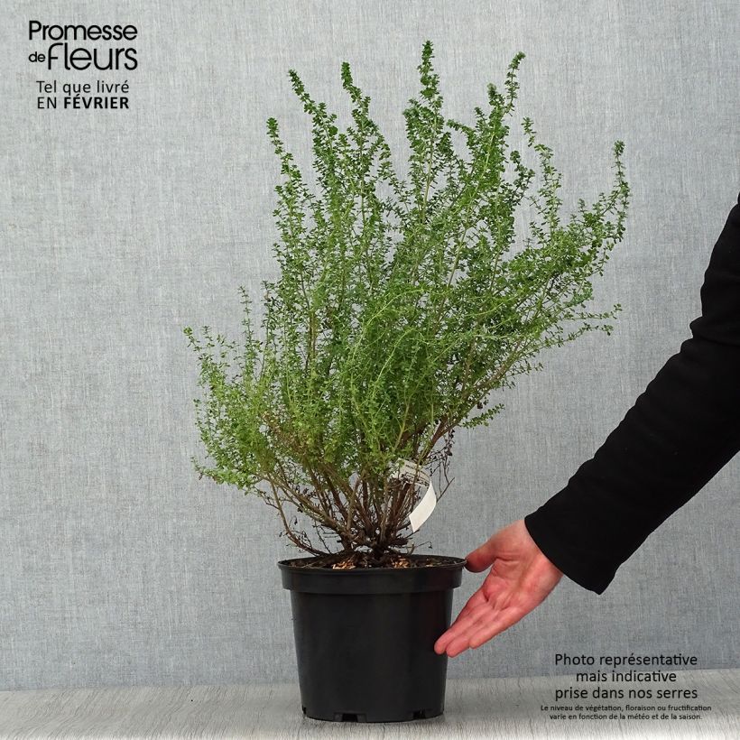 Prostanthera cuneata Vaso da 2L/3L esemplare consegnato in inverno