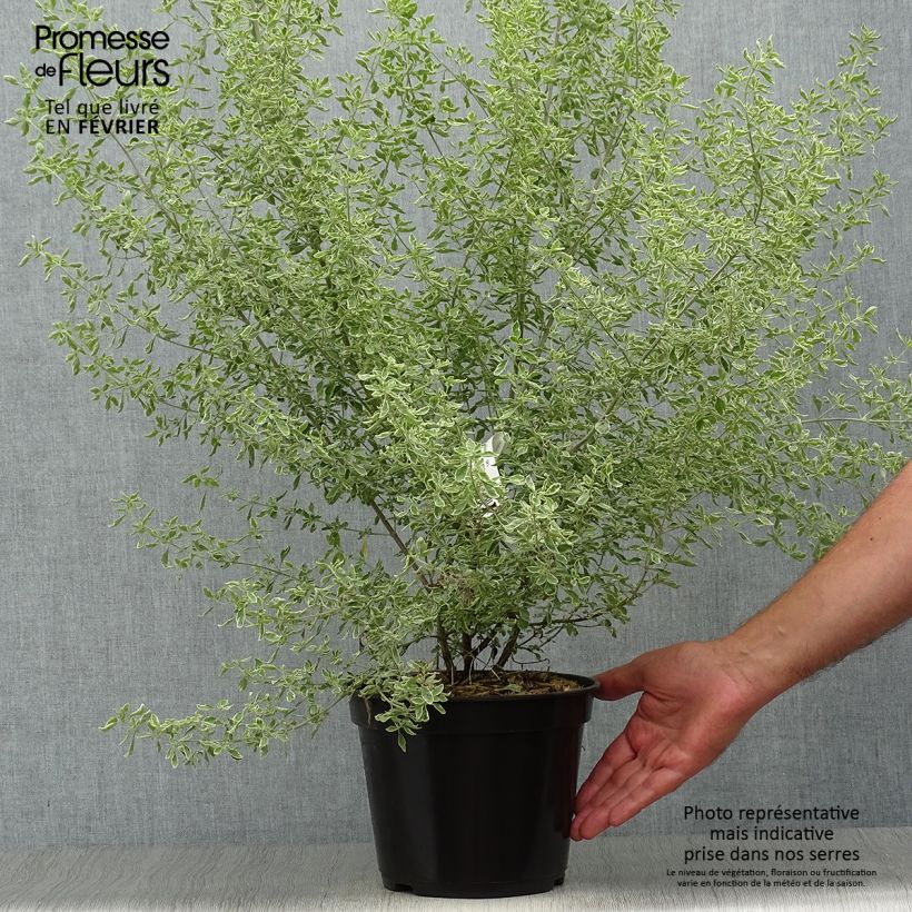 Esemplare di Prostanthera ovalifolia Variegata Vaso da 4L/5L come consegnato in autunno