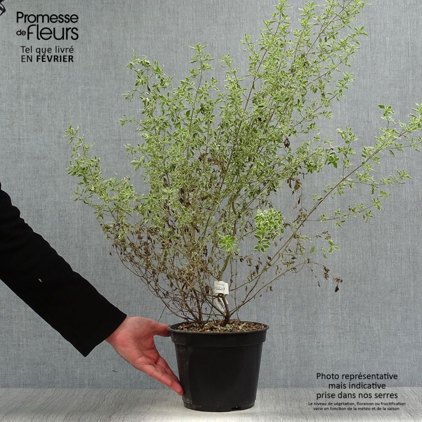 Prostanthera ovalifolia Variegata Vaso da 4L/5L esemplare consegnato in inverno