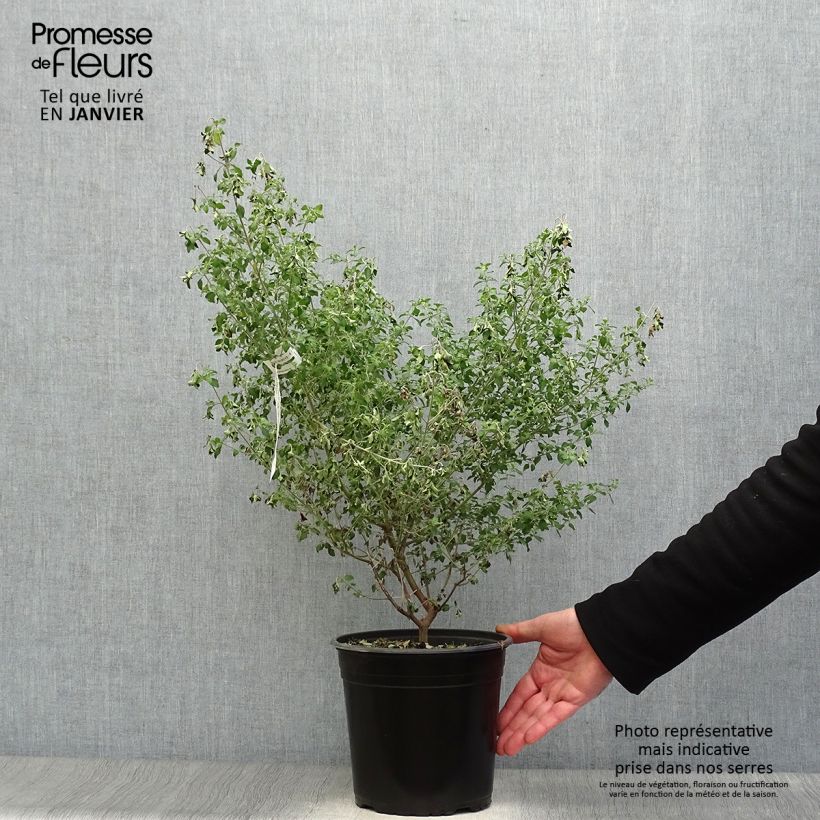 Prostanthera rotundifolia Vaso da 4L/5L esemplare consegnato in inverno