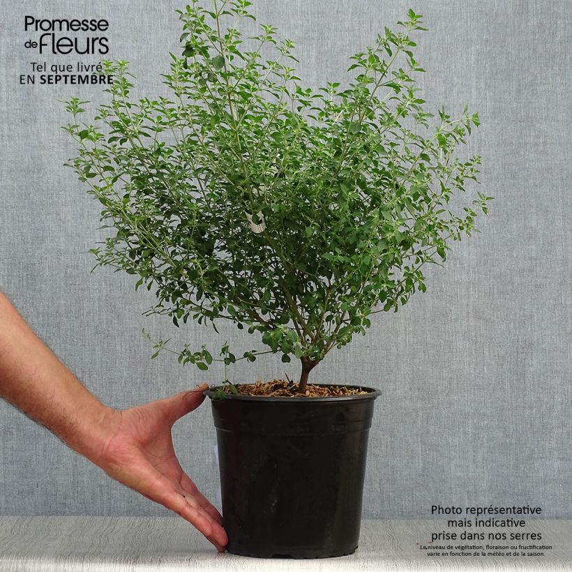 Esemplare di Prostanthera rotundifolia Vaso da 4L/5L come consegnato in autunno