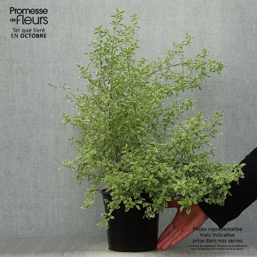 Esemplare di Prostanthera rotundifolia Variegata Vaso da 4L/5L come consegnato in autunno
