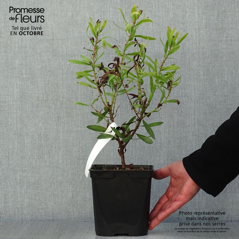 Esemplare di Protea Clark's Red Vaso da 4L/5L come consegnato in autunno